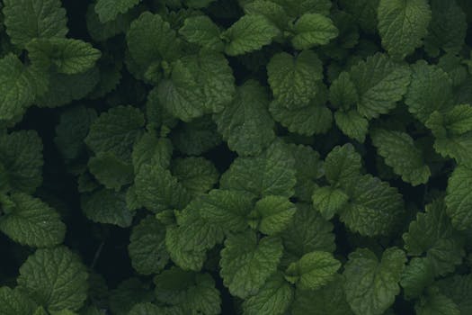 a simple garden with healthy plants